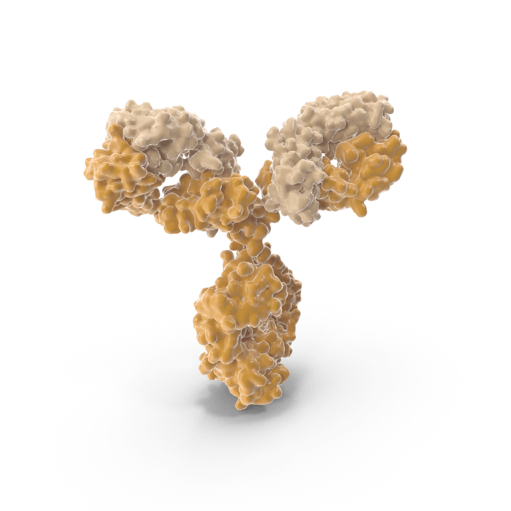 Anti-Pectic polysaccharide, beta-1,4-galactan (monoclonal, clone LM5)